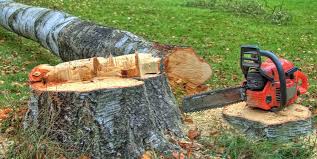 Best Tree Maintenance Programs  in Jasper, IN